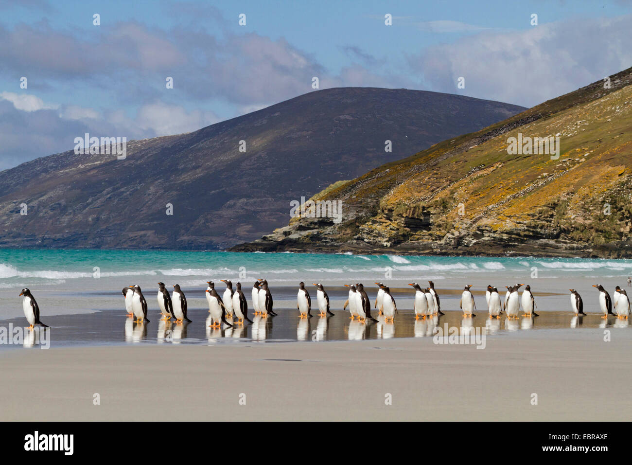 gentoo penguin (Pygoscelis papua), group on the baech, Antarctica, Falkland Islands, Sounders Island Stock Photo