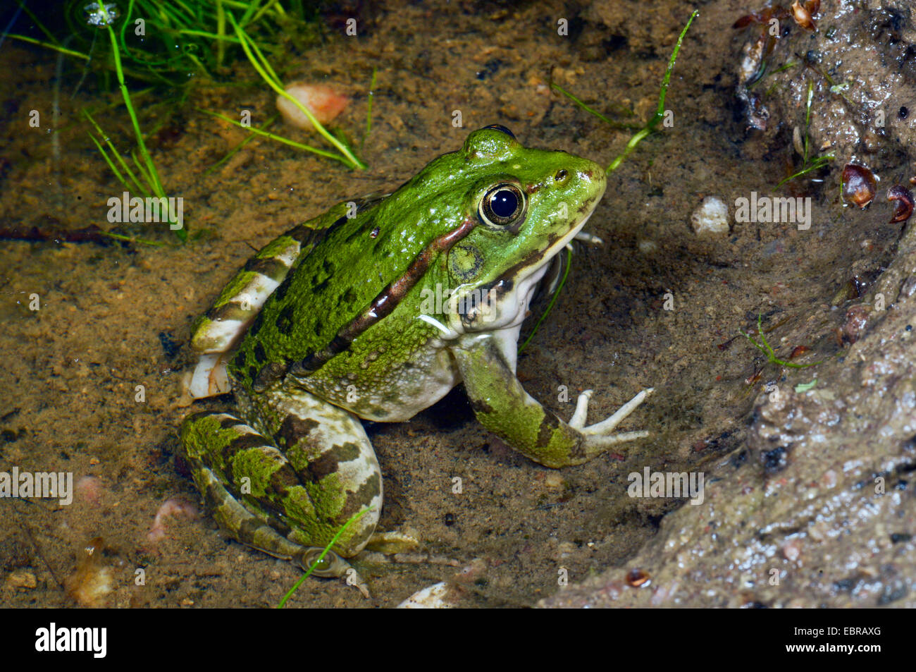 marsh frog, lake frog (Rana ridibunda, Pelophylax ridibundus), in shallow water at the shore, Turkey, Thrace Stock Photo