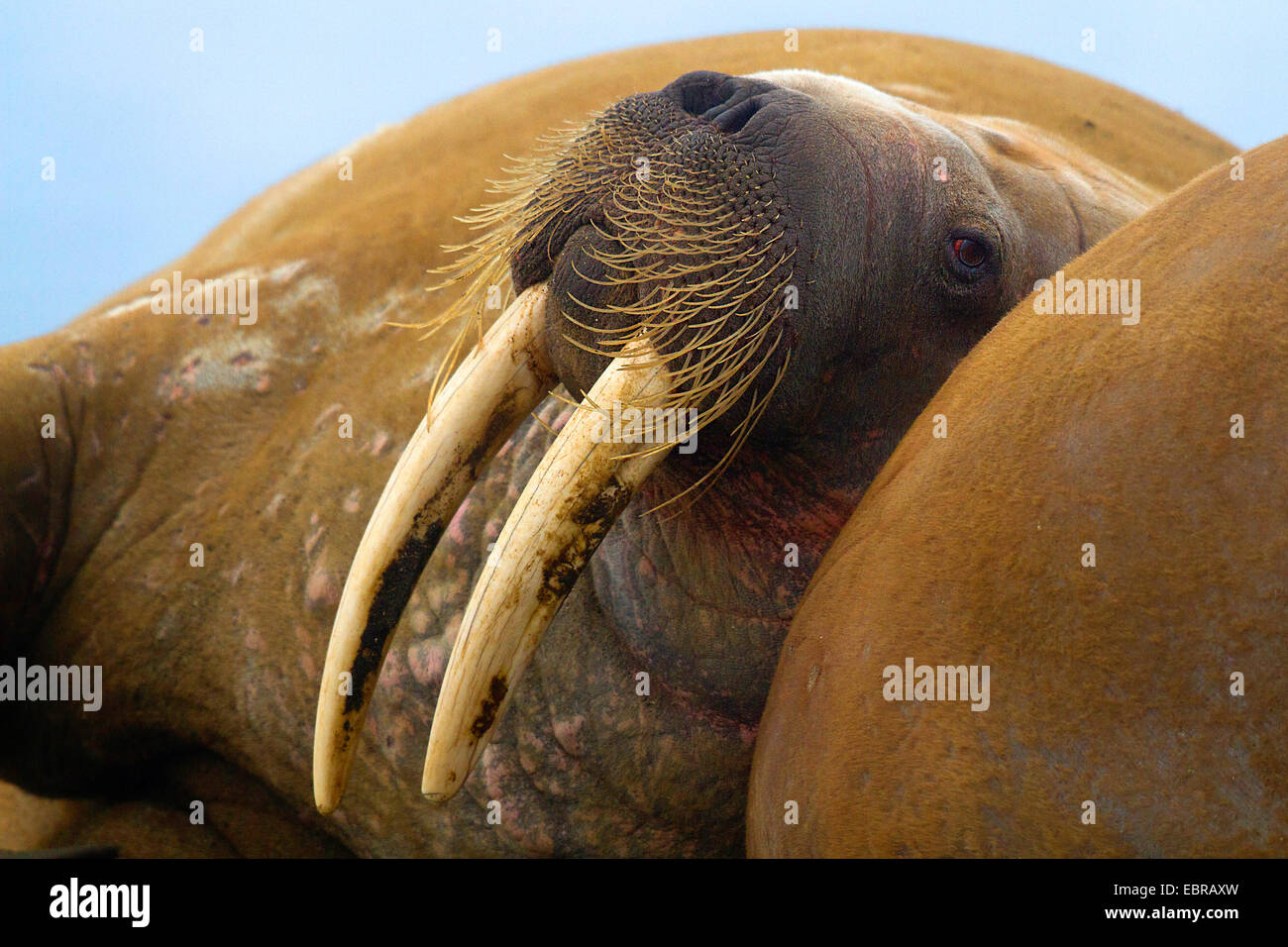 walrus (Odobenus rosmarus), portrait, Norway, Svalbard Stock Photo