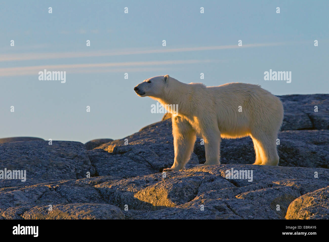 polar bear (Ursus maritimus), stands on rocks in evening sun, Norway, Svalbard Stock Photo