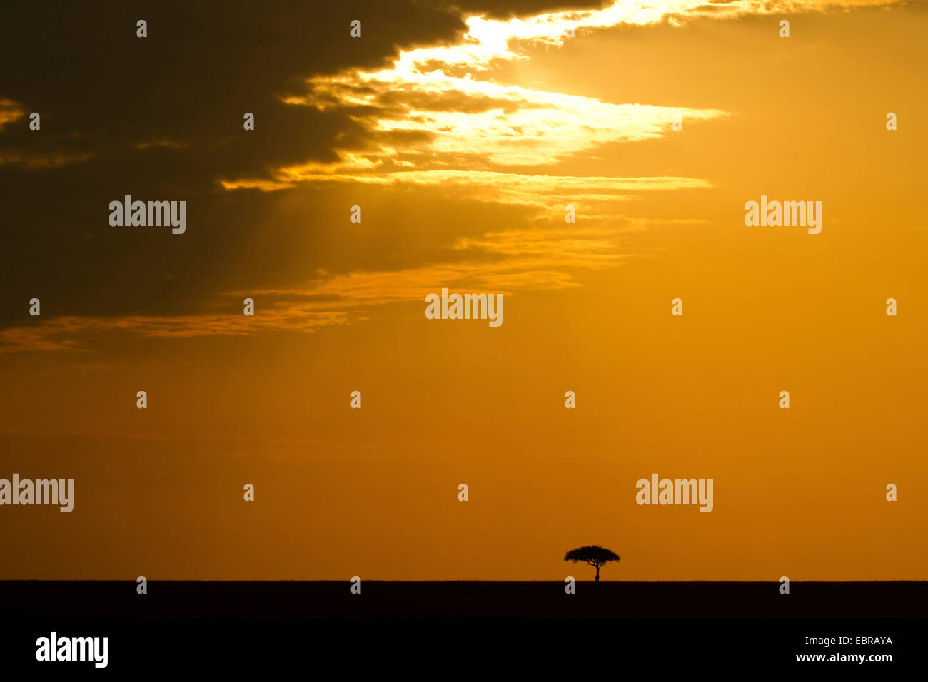 Savanna tree hi-res stock photography and images - Alamy