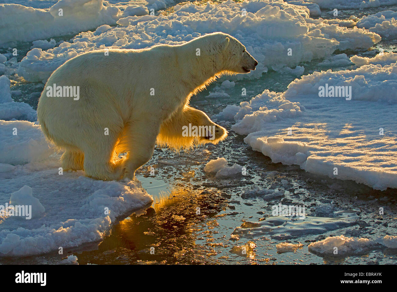 polar bear (Ursus maritimus), climbing on ice floes, Norway, Svalbard Stock Photo