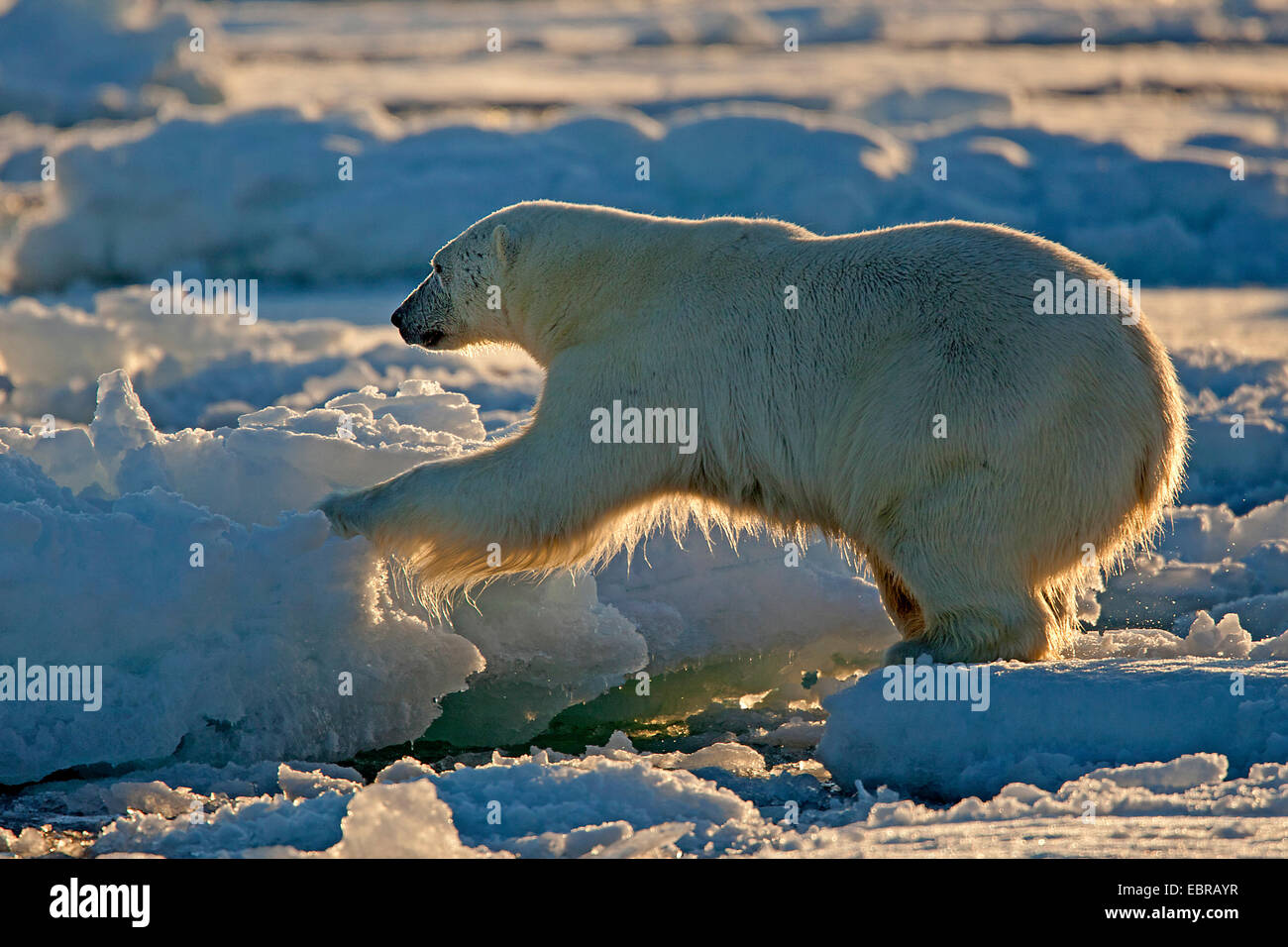 polar bear (Ursus maritimus), climbing on icefloes, Norway, Svalbard Stock Photo
