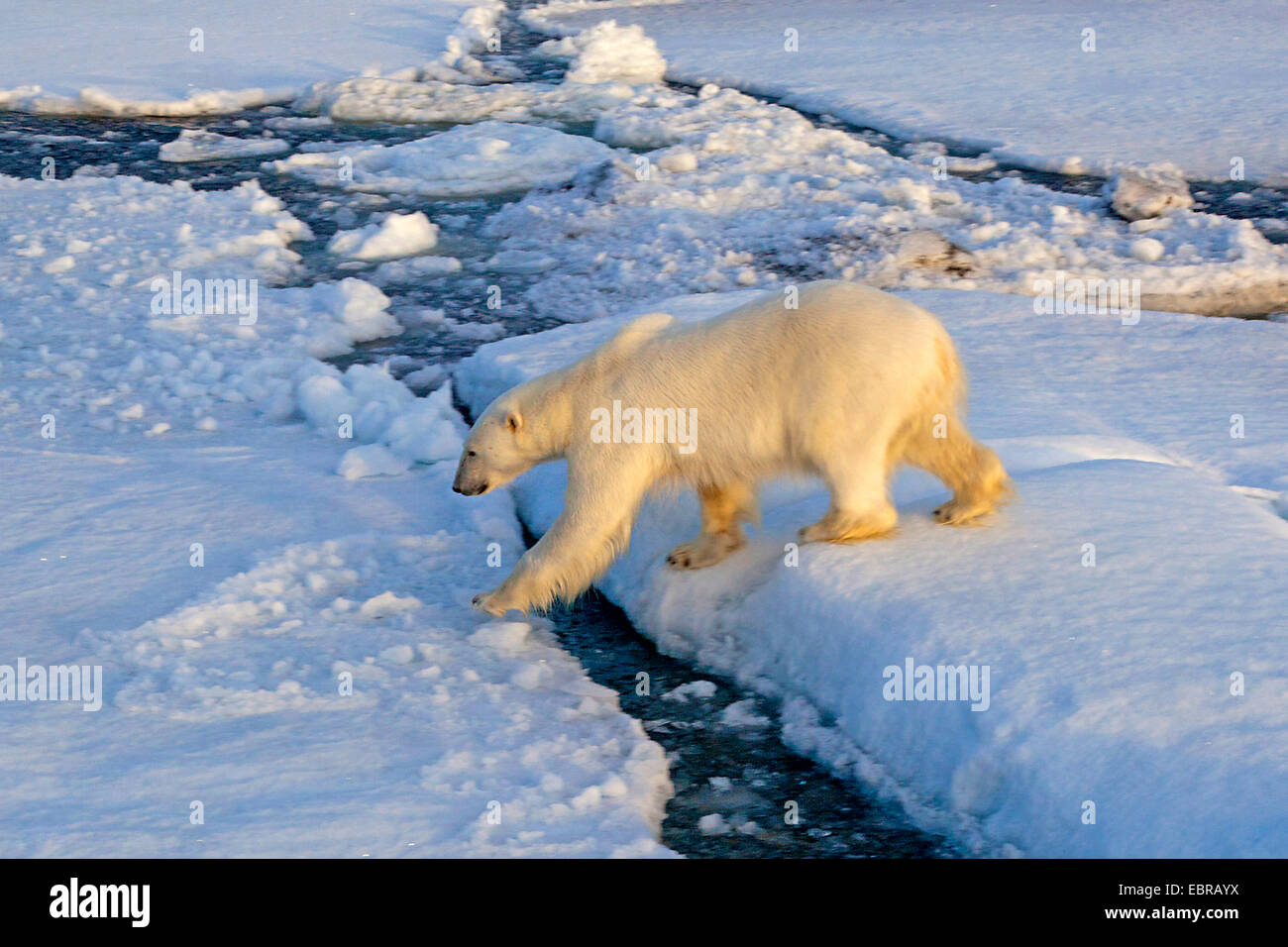polar bear (Ursus maritimus), climbing over ice floes, Norway, Svalbard Stock Photo