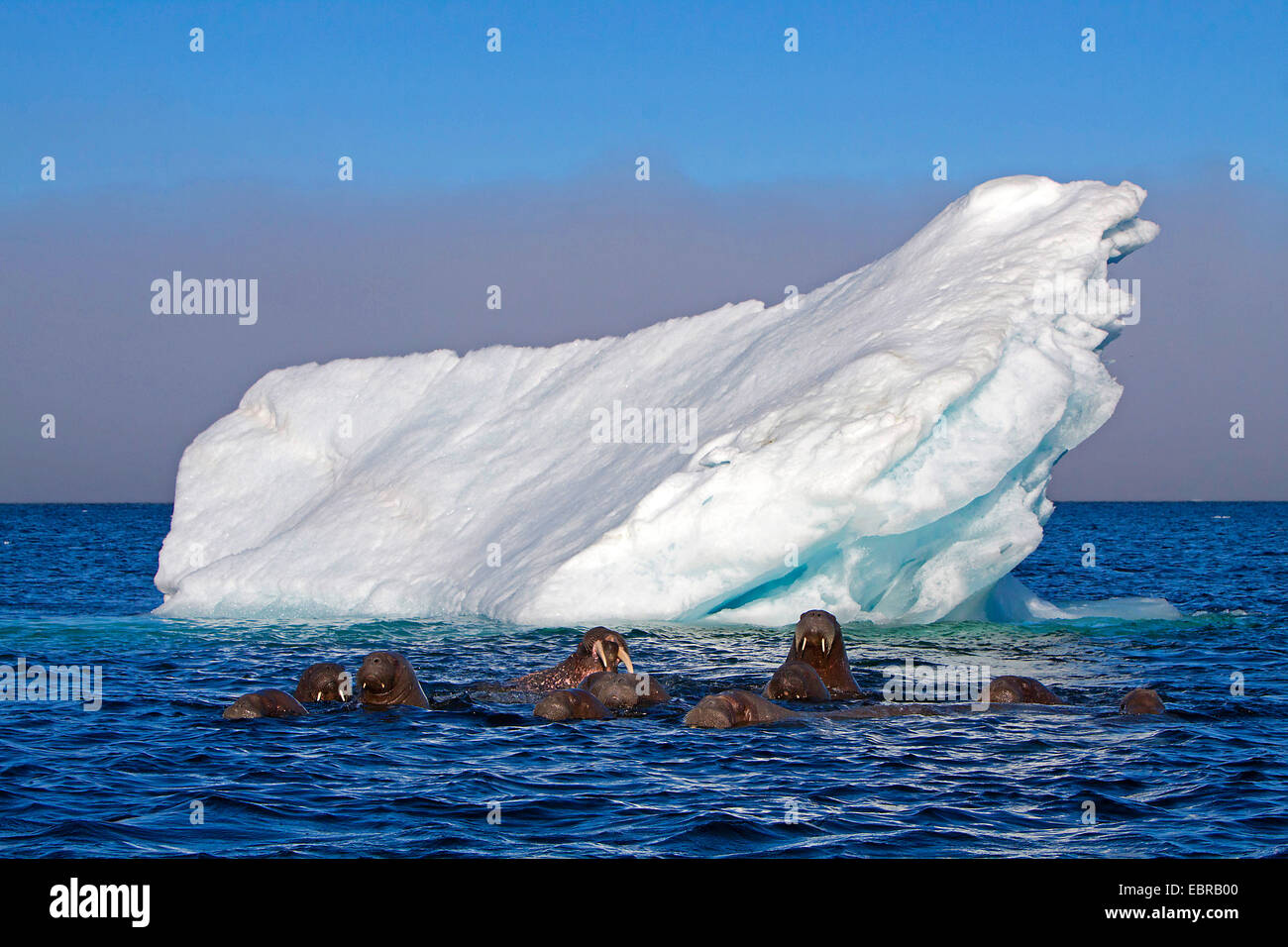 walrus (Odobenus rosmarus), walruses in the Arctic Ocean with iceberg, Norway, Svalbard Stock Photo