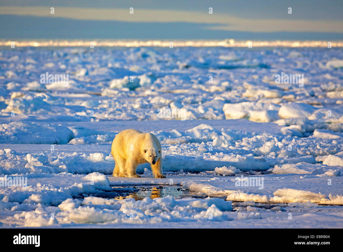 polar bear (Ursus maritimus), walks in its habitat, Norway, Svalbard Stock Photo