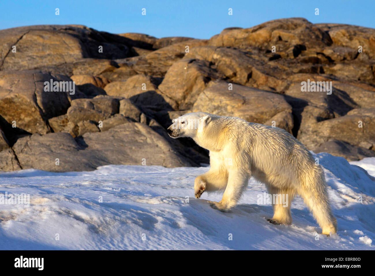 polar bear (Ursus maritimus), walks in polar landscape, Norway, Svalbard Stock Photo