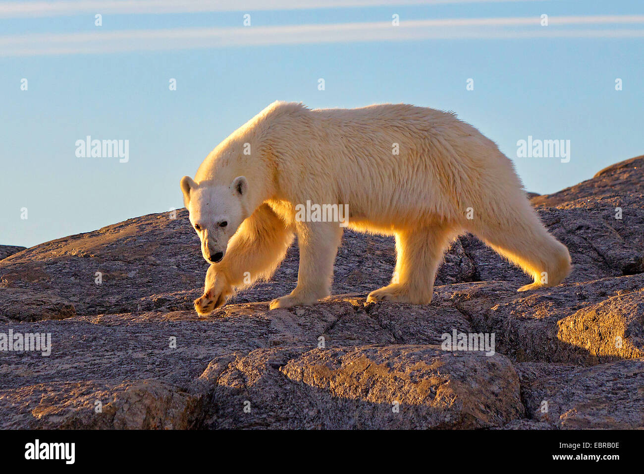 polar bear (Ursus maritimus), walks over rocks, Norway, Svalbard Stock Photo