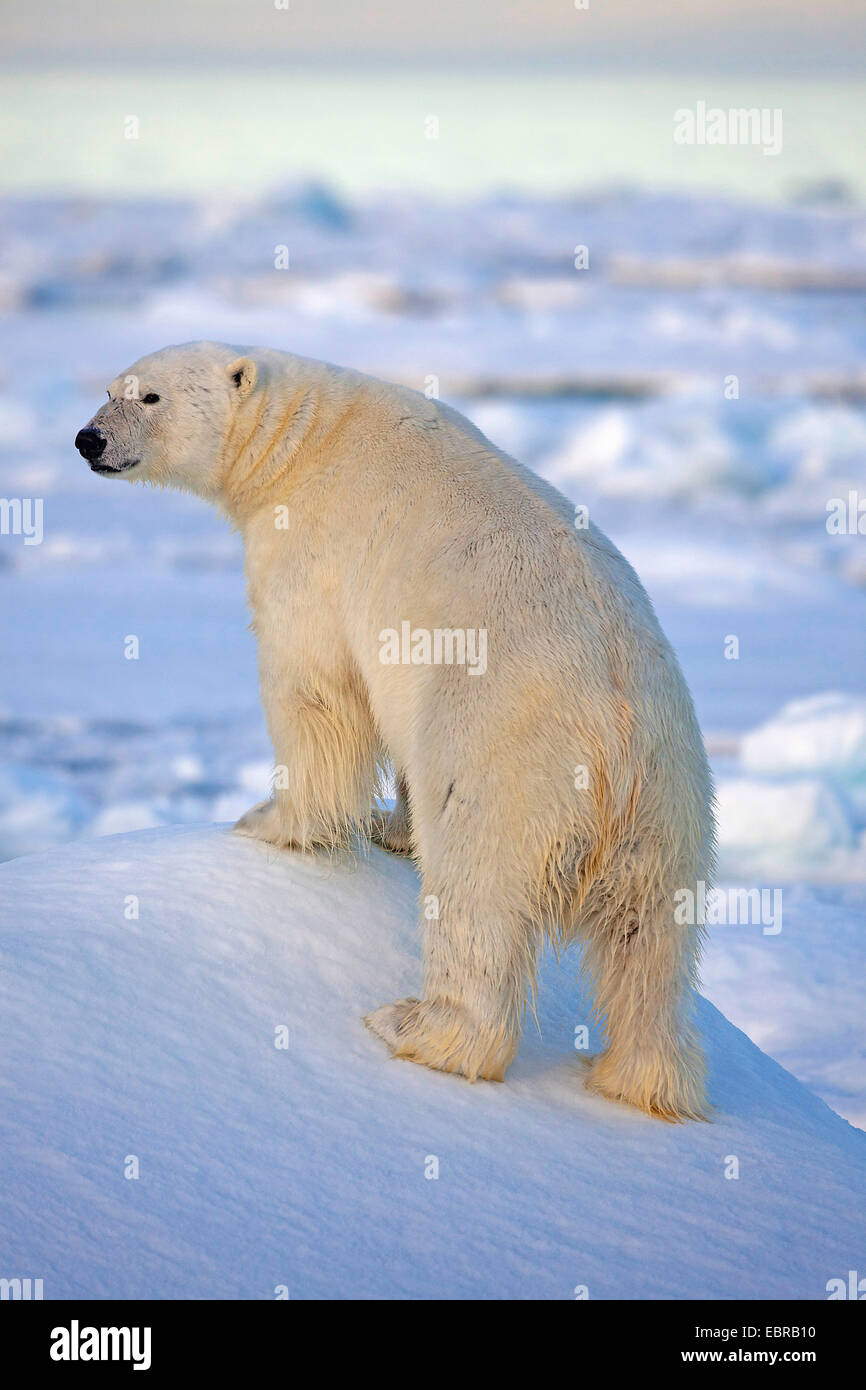 polar bear (Ursus maritimus), in its habitat, Norway, Svalbard Stock Photo