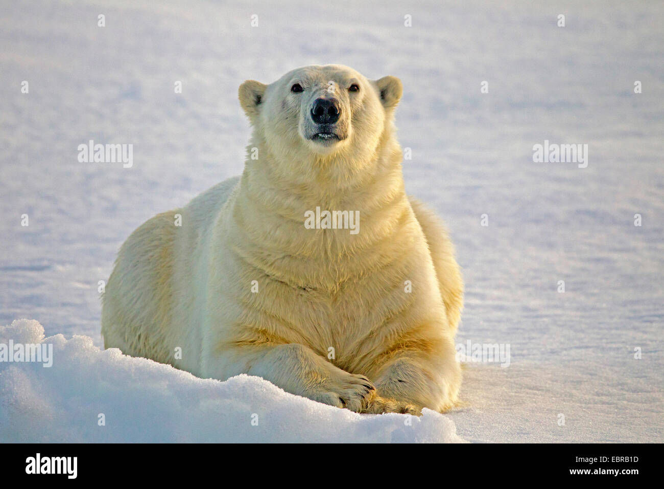 polar bear (Ursus maritimus), lies in snow, Norway, Svalbard Stock Photo