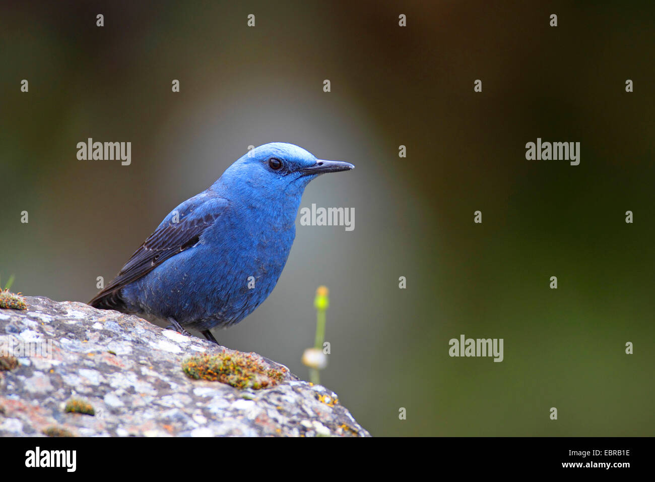 blue rock thrush (Monticola solitarius), male standing on a stone, Greece, Lesbos Stock Photo