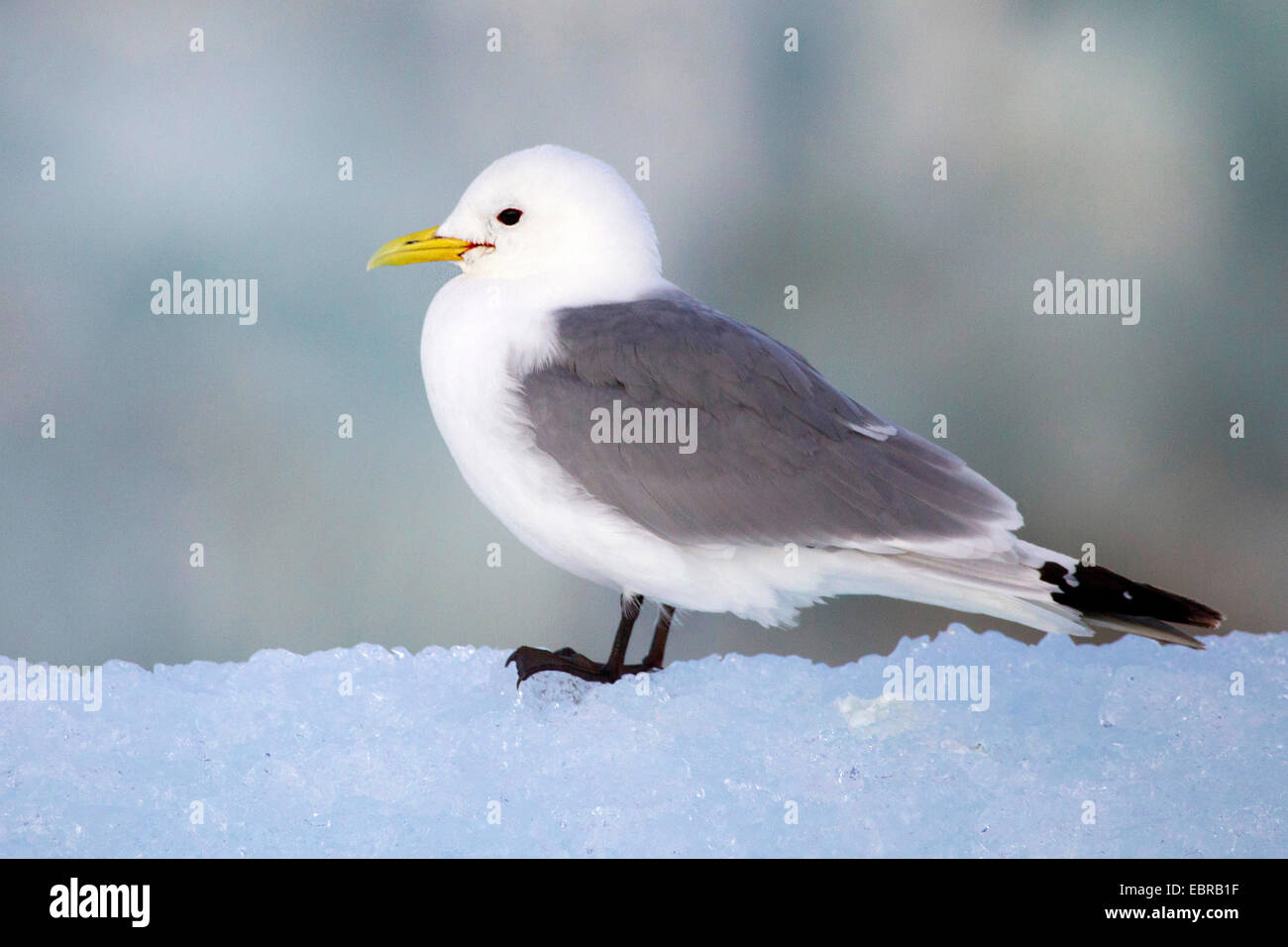 black-legged kittiwake (Rissa tridactyla, Larus tridactyla), stands on snow, Norway, Svalbard Stock Photo