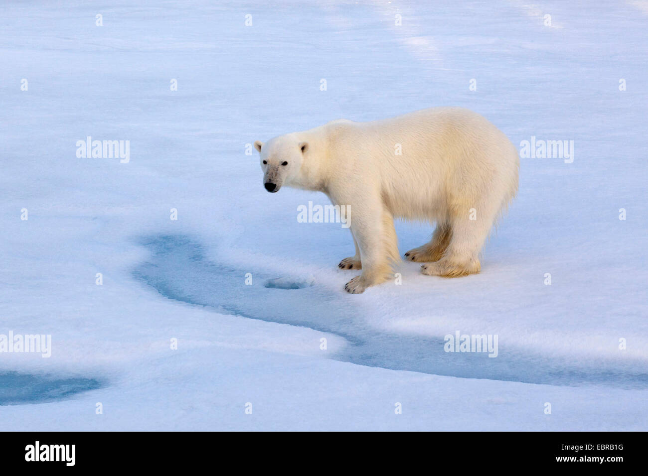 polar bear (Ursus maritimus), stands at a ice hole, Norway, Svalbard Stock Photo