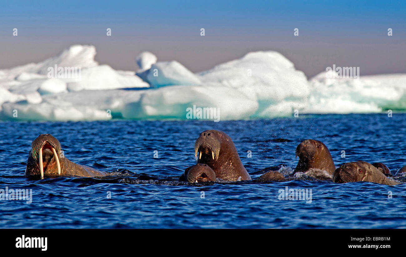 walrus (Odobenus rosmarus), walruses in the Arctic Ocean with icebergs, Norway, Svalbard Stock Photo