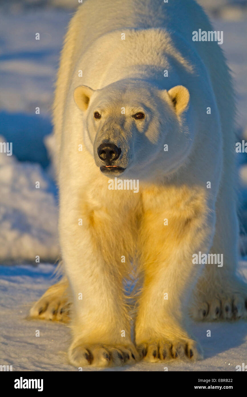 polar bear (Ursus maritimus), in evening sun, Norway, Svalbard Stock Photo