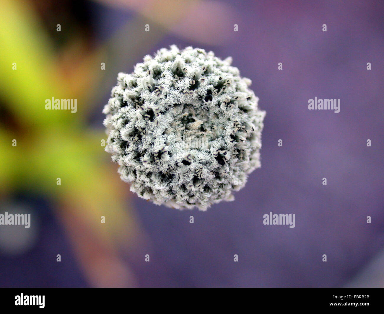 Pipewort (Eriocaulon megapotamicum), inflorescence Stock Photo