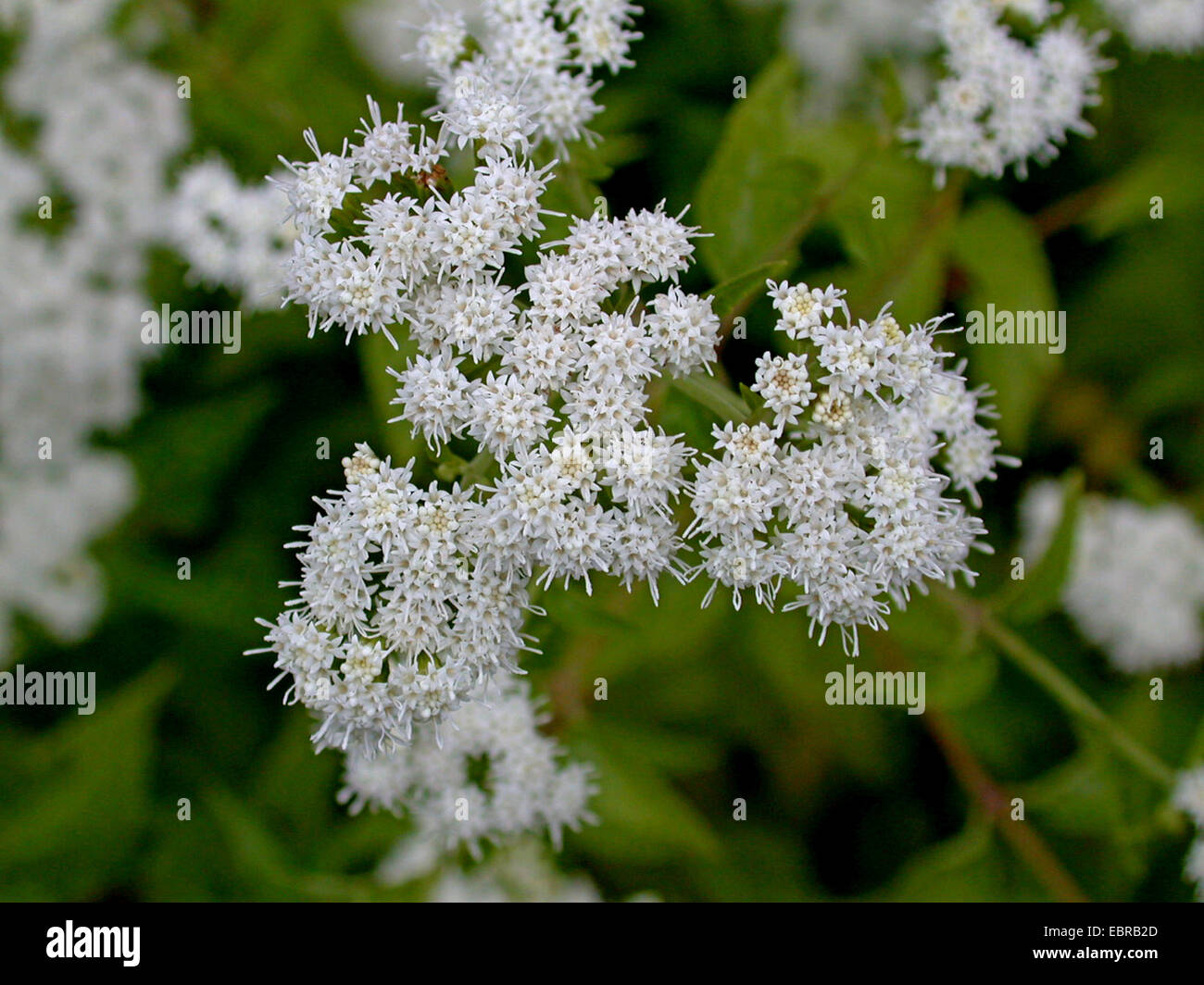 White Snakeroot, White Sanicle, Tall Boneset (Ageratina altissima, Eupatorium rugosum), blooming Stock Photo