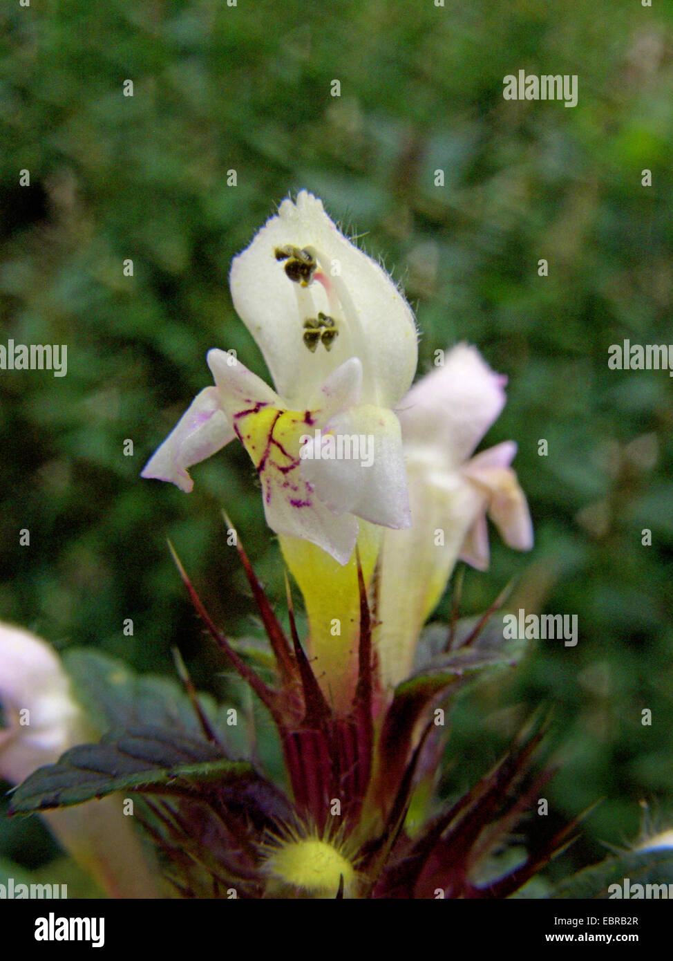common hemp nettle, brittle-stem hempnettle (Galeopsis tetrahit), flower, Germany Stock Photo
