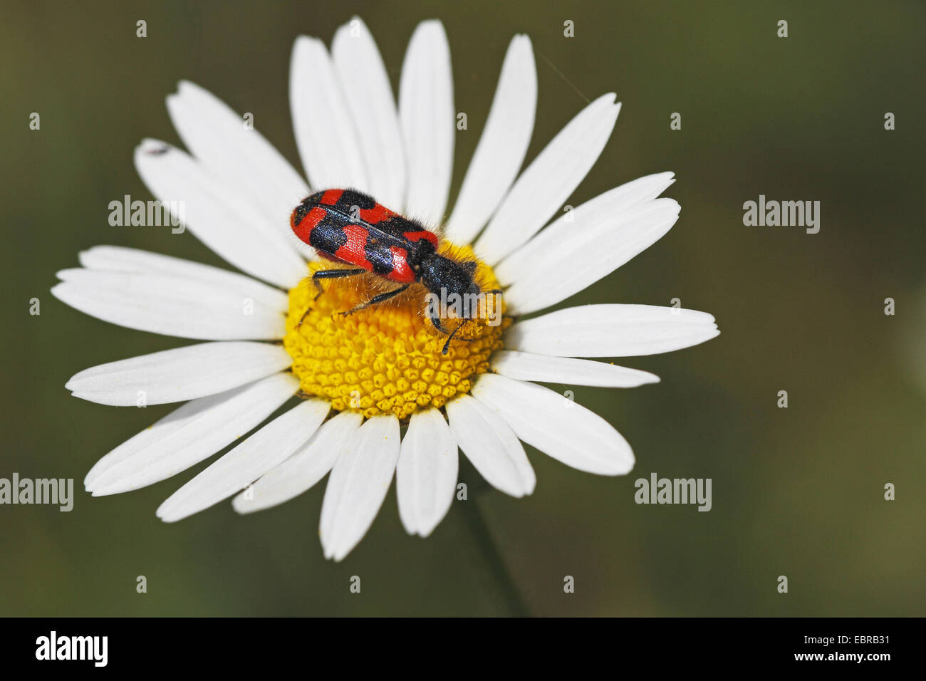 Soldier beetle, Checkered beetle  (Trichodes alvearius), sitting on a daisy blossom, Germany, Baden-Wuerttemberg Stock Photo