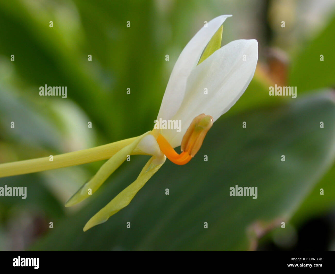 Gingerlily (Hedychium horsfieldii Brachychilum horsfieldii), flower Stock Photo
