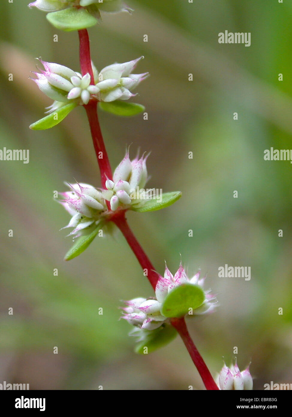 coral-necklace (Illecebrum verticillatum), blooming, Germany Stock Photo