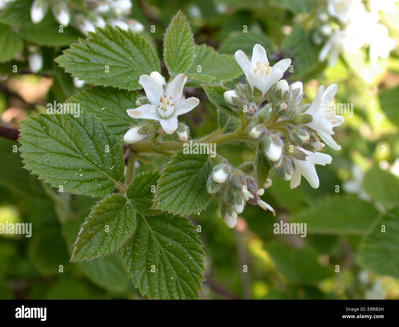 Fivepetal Cliffbush, Californica Cliffbush (Jamesia americana), blooming branch Stock Photo