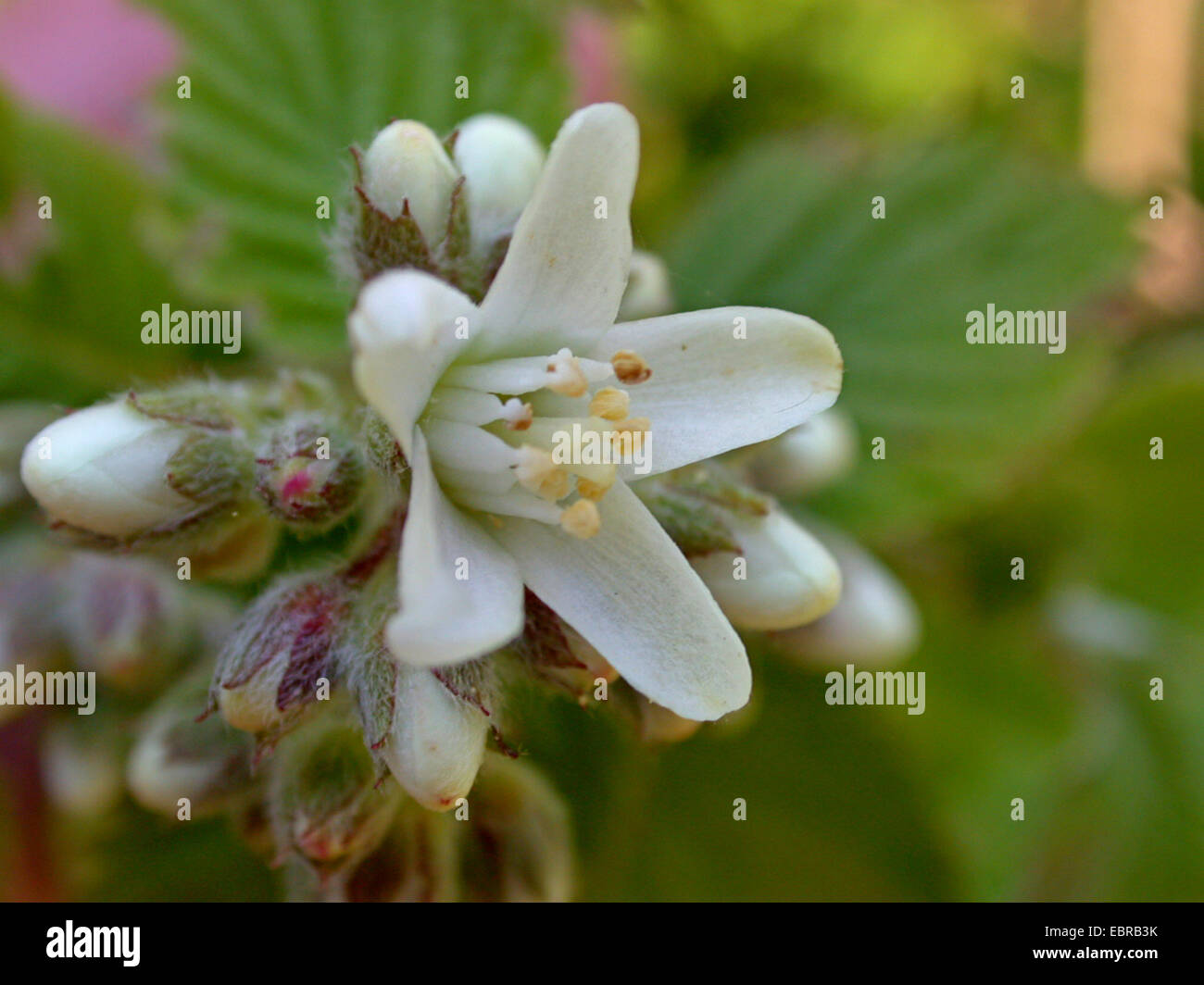 Fivepetal Cliffbush, Californica Cliffbush (Jamesia americana), flower Stock Photo