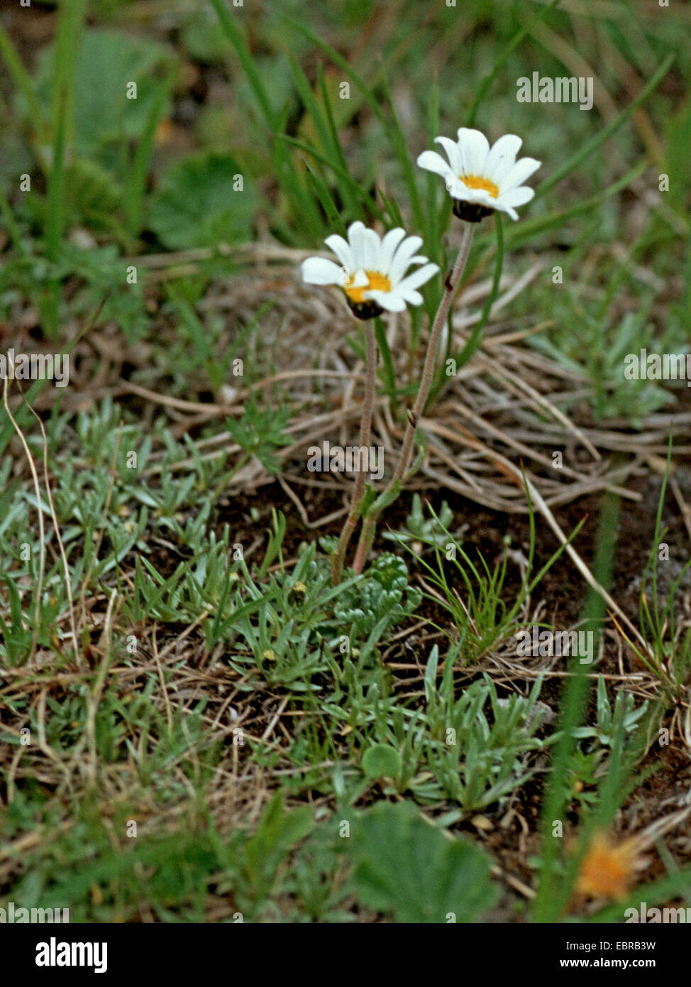 Leucanthemopsis alpina subsp. tatrae (Leucanthemopsis alpina subsp. tatrae), blooming, Slovakia, High Tatra Stock Photo