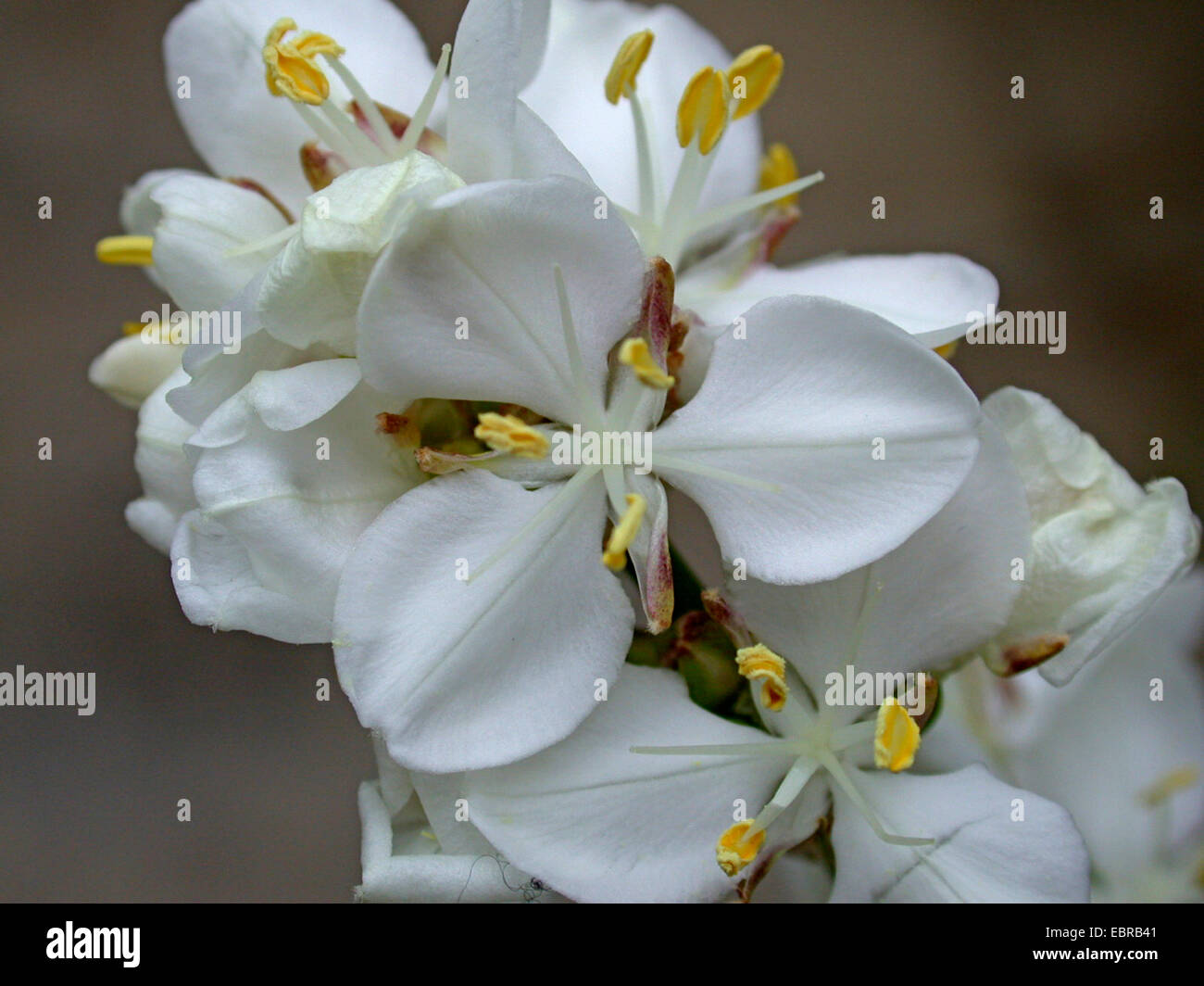 Snowy mermaid (Libertia formosa), blooming Stock Photo