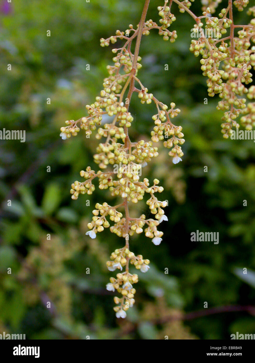 Meliosma (Meliosma cuneifolia, Meliosma dilleniifolia ), inflorescence Stock Photo