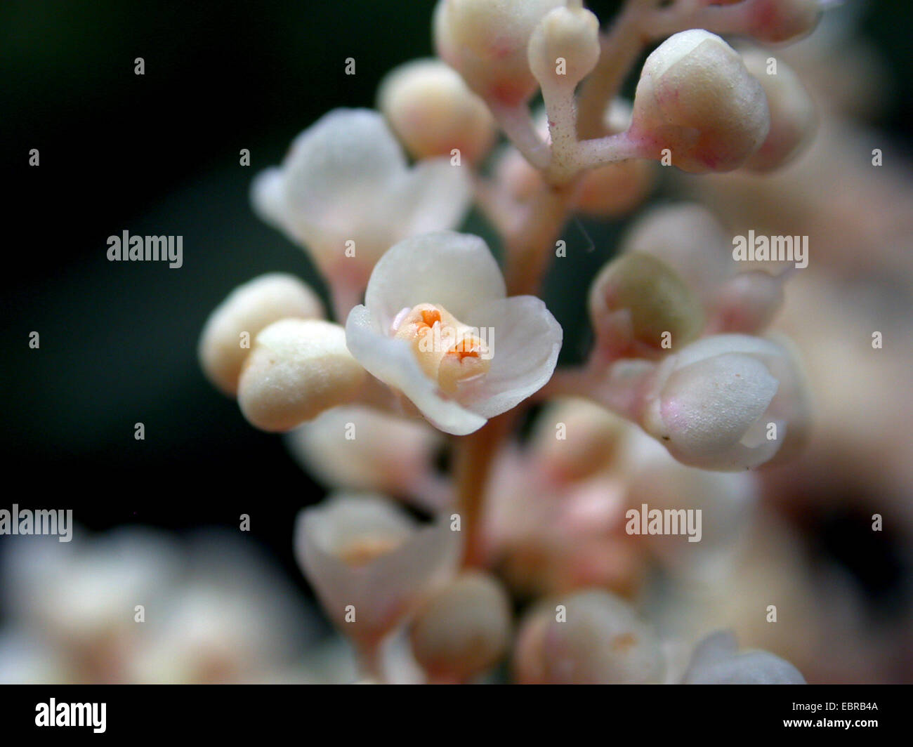 Meliosma (Meliosma cuneifolia, Meliosma dilleniifolia ), flowers Stock Photo