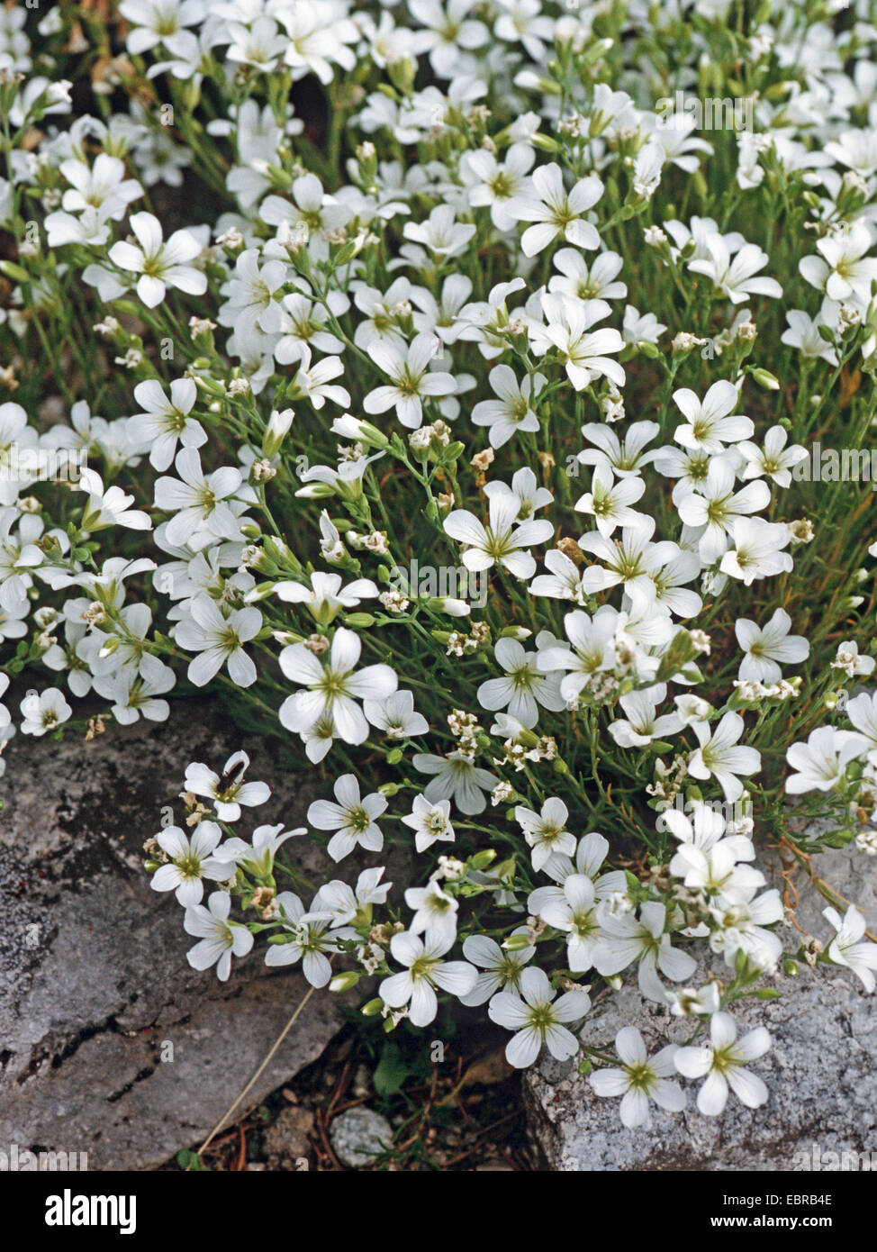Minuartia langii (Minuartia langii), blooming, Slovakia, High Tatra Stock Photo