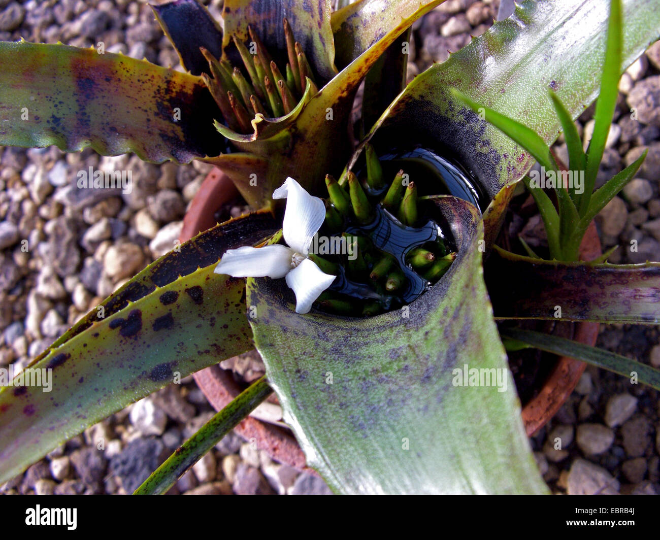 Neoregelia wilsoniana (Neoregelia wilsoniana), blooming Stock Photo
