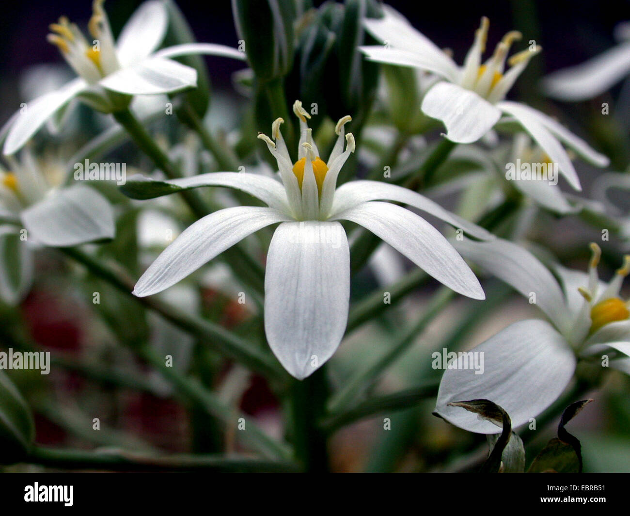 Star-of-Bethlehem (Ornithogalum platyphyllum), flower Stock Photo
