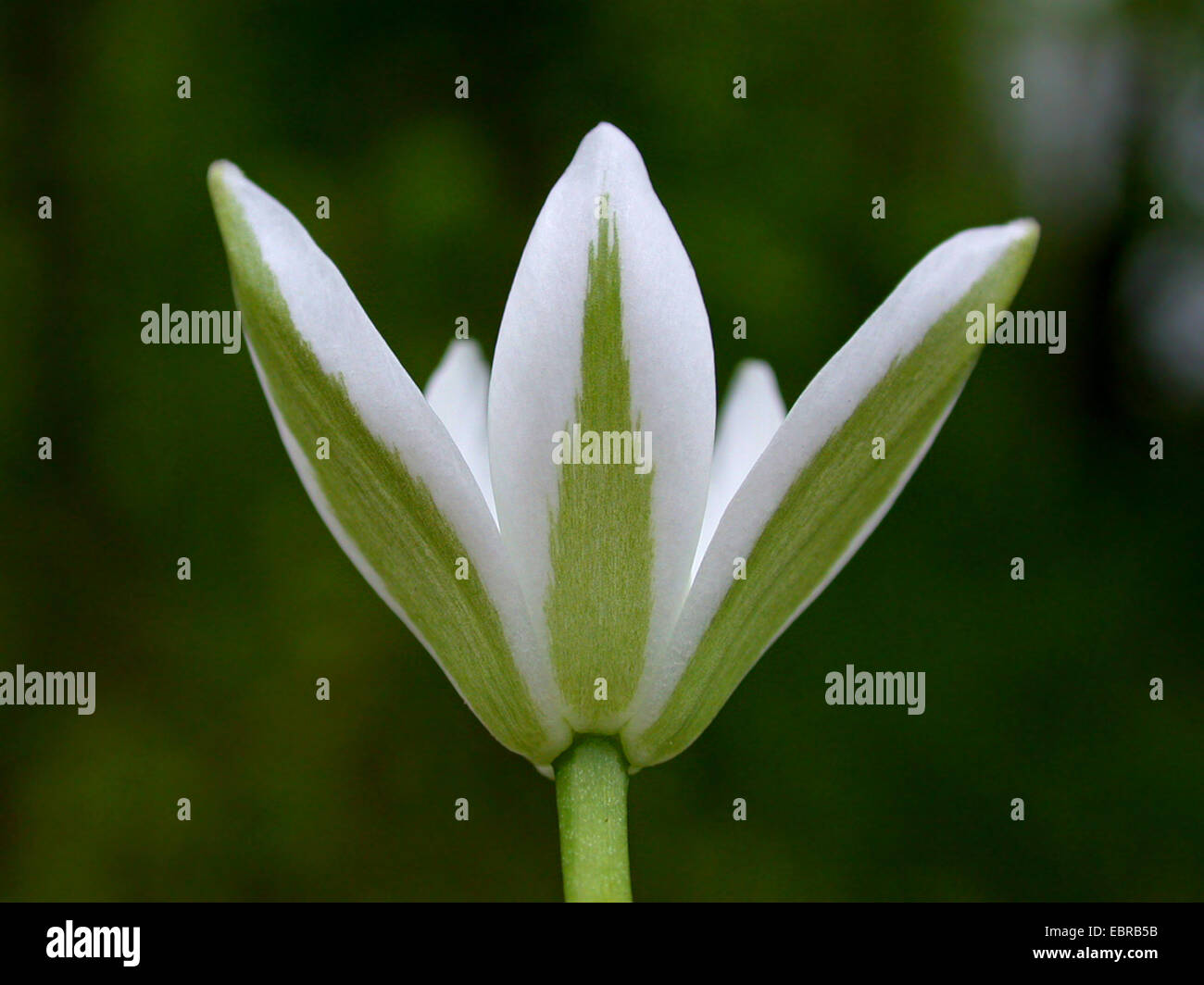 sleepydick, star of bethlehem (Ornithogalum umbellatum), flower, Germany Stock Photo