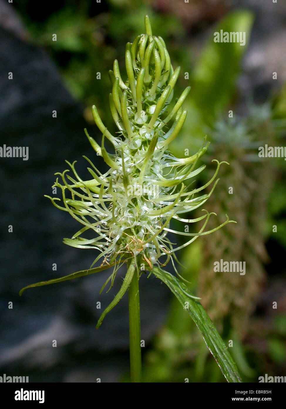 spiked rampion (Phyteuma spicatum), inflorescence, Germany Stock Photo