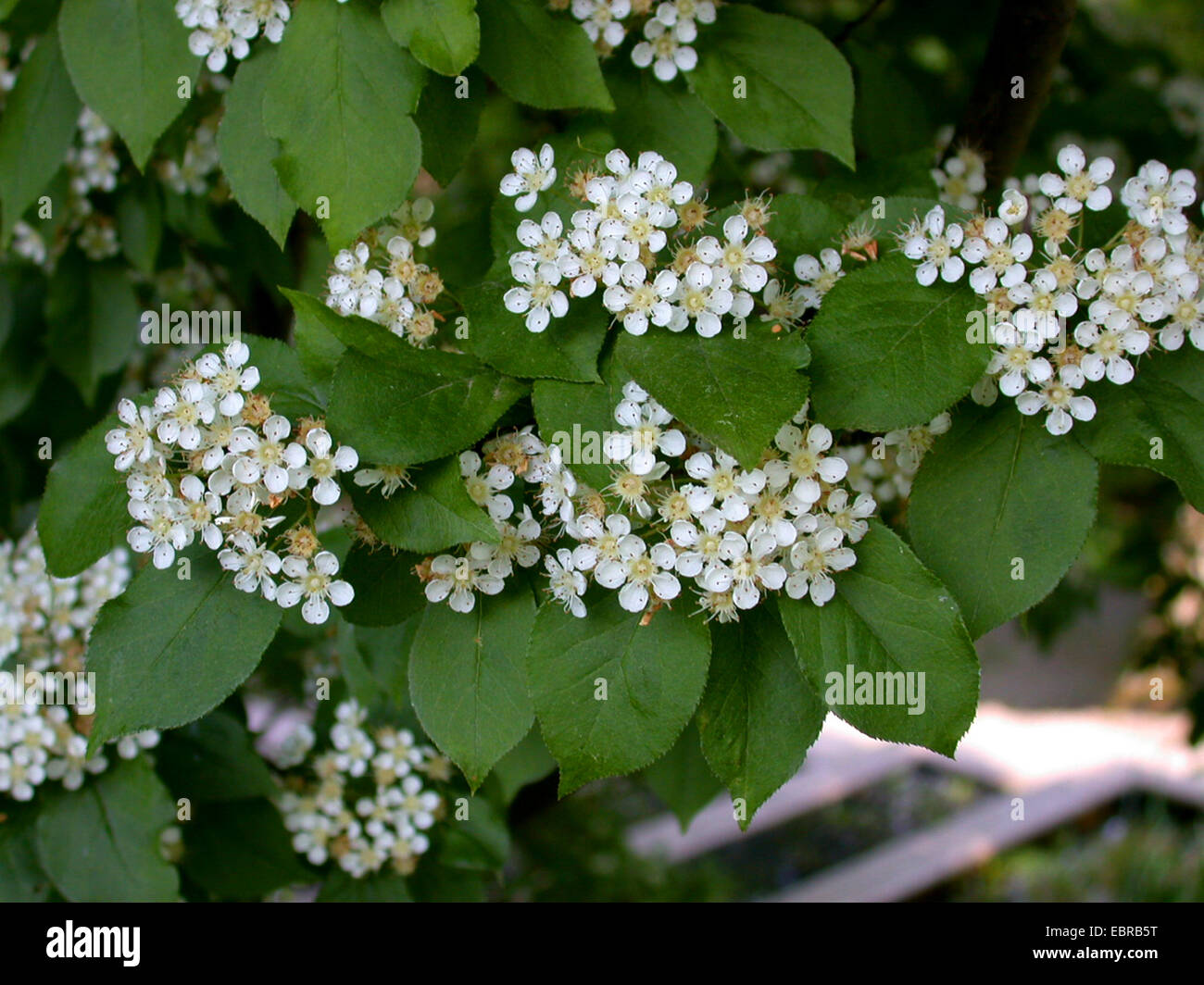 Photinia (Photinia villosa), blooming Stock Photo