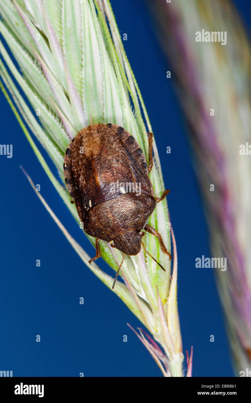 Shield-back bug (Eurygaster maura), rye grain, Germany Stock Photo