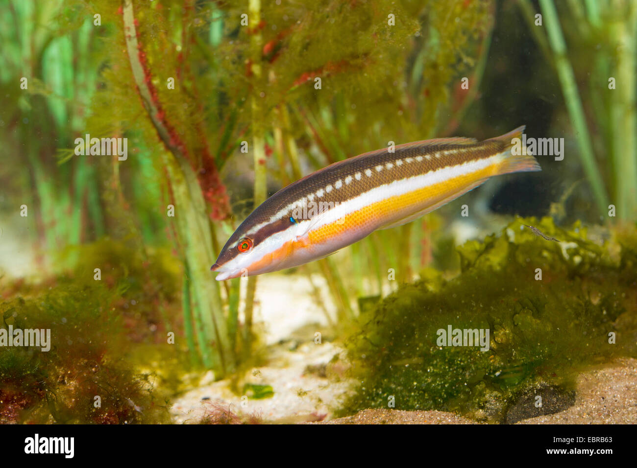 Mediterranean rainbow wrasse, Rainbow wrasse, Mediterranean rainbowfish (Coris julis, Labrus julis), female Stock Photo