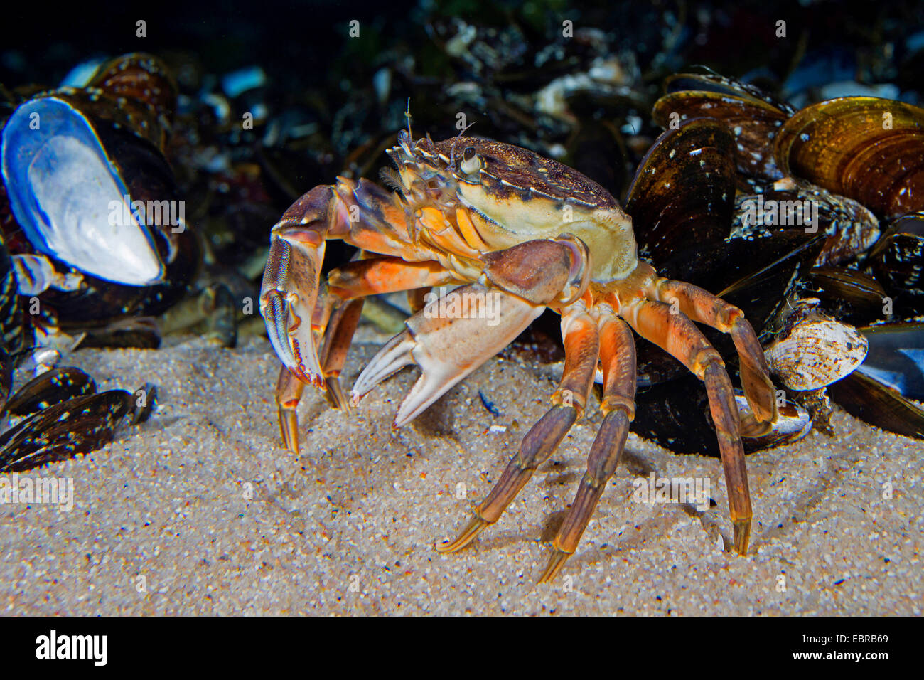 Green shore crab, Green crab, North Atlantic shore crab (Carcinus maenas), between mussels on the beach Stock Photo