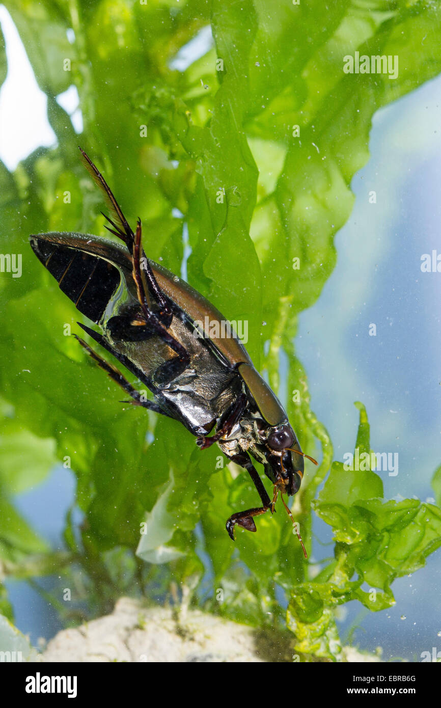 Black water beetle hydrophilus piceus hires stock photography and