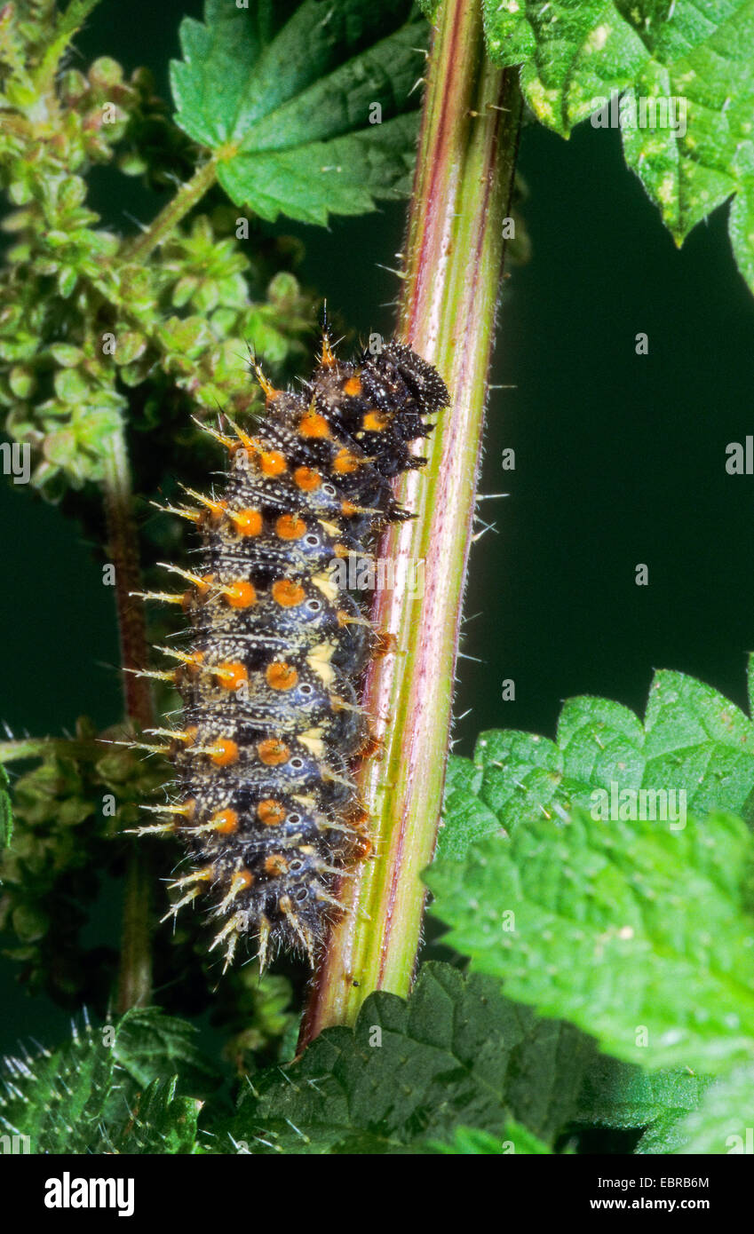 Red admiral (Vanessa atalanta, Pyrameis atalanta), caterpillar at a stem, Germany Stock Photo