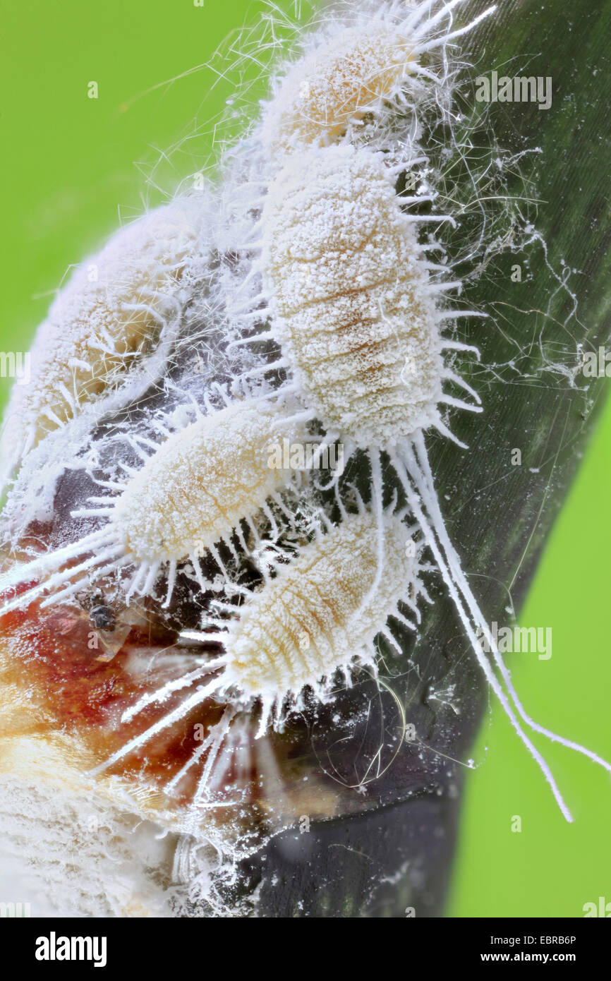 longtailed mealybug (Pseudococcus longispinus), on a sprout Stock Photo