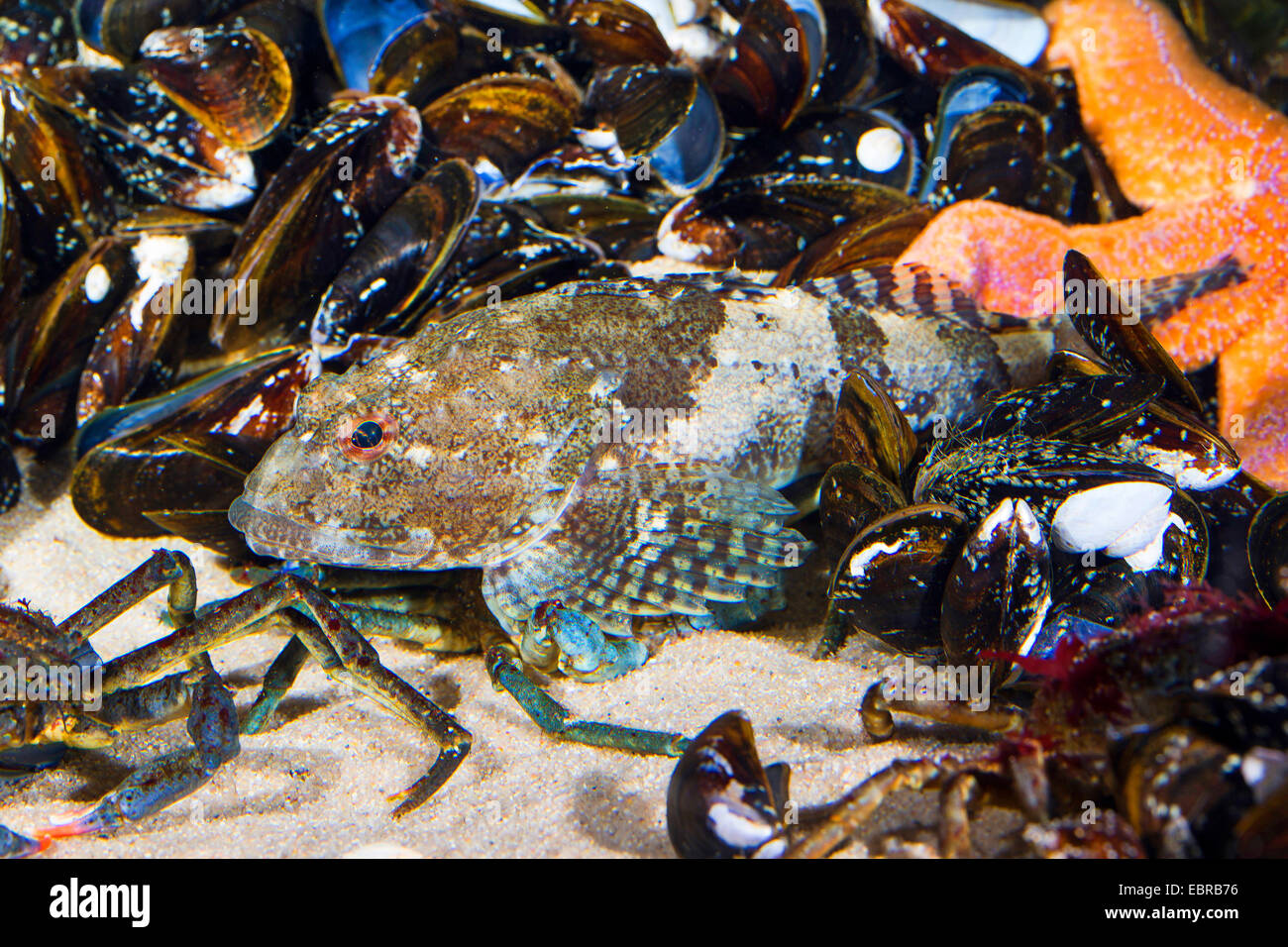 Father Lasher, shorthorn sculpin, bull rout, bull-rout, short-spined seascorpion (Myoxocephalus scorpius, Cottus scorpius), with mussels and crab Stock Photo