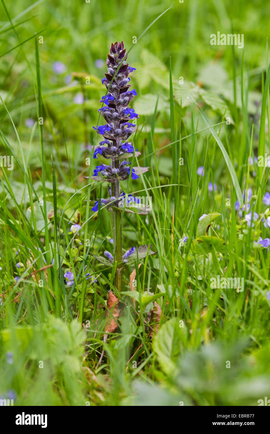 Common bugle, Creeping bugleweed (Ajuga reptans), blloming in a meadow, Germany, Bavaria Stock Photo