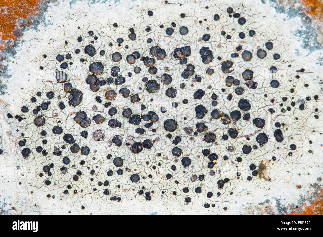 crustose lichen (Lecidella elaeochroma, Lecidella olivacea), crustose lichen at the stem of an ash , Germany Stock Photo