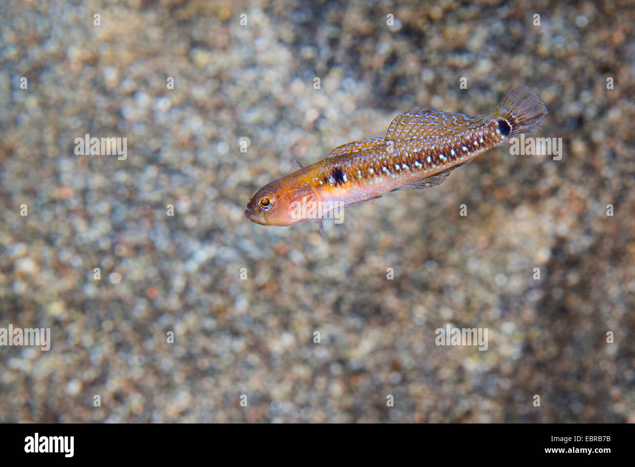 two-spotted goby, two-spot goby (Gobiusculus flavescens, Gobius flavescens, Gobius ruthensparri), swimming Stock Photo