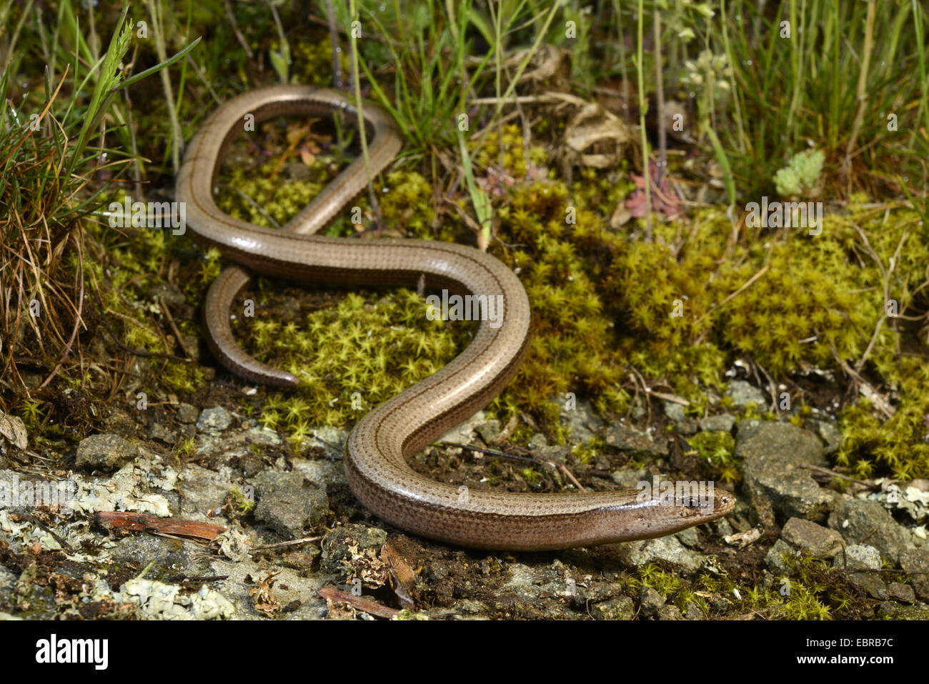 Eastern slow worm, blindworm, slow worm (Anguis fragilis colchica, Anguis colchica), female winding on the ground, Bulgaria, Biosphaerenreservat Ropotamo Stock Photo