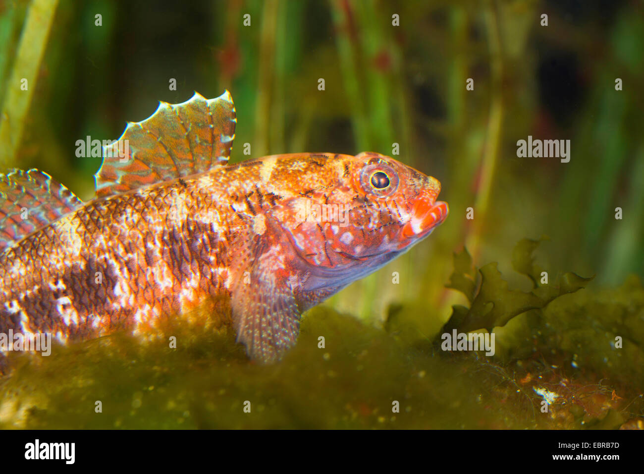red-mouthed goby, red-mouth goby (Gobius cruentatus), portrait Stock Photo