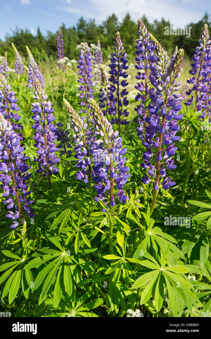 bigleaf lupine, many-leaved lupine, garden lupin (Lupinus polyphyllus), blooming, Germany Stock Photo
